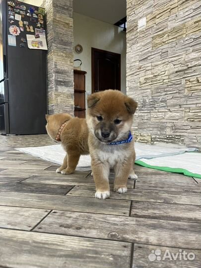 Домашняя передержка собак и кошек