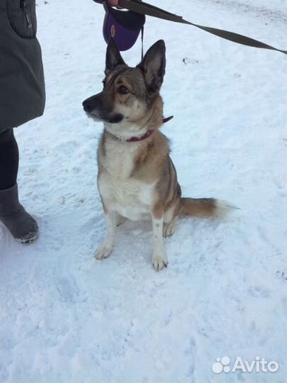 В Добрые руки