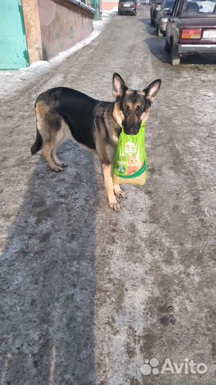 Собака для фотосессии