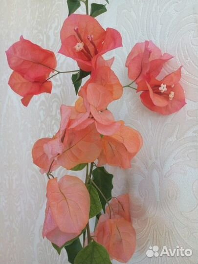 Экзотическая бугенвиллия пестролистная