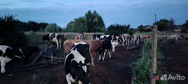 Животноводческая ферма продаю
