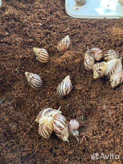 Улитки ахатины маленькие