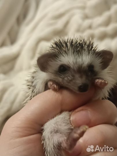 Африканский ежик