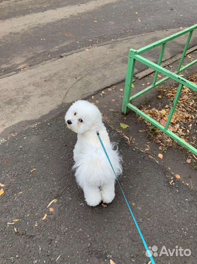 Щенки бишон фризе