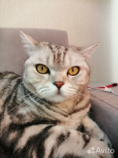 Кот британец