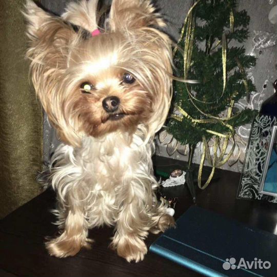 Очень очень маленькая Йоркширский терьер Доставка