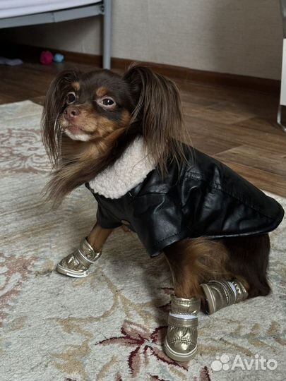 Вязка той-терьер мальчик