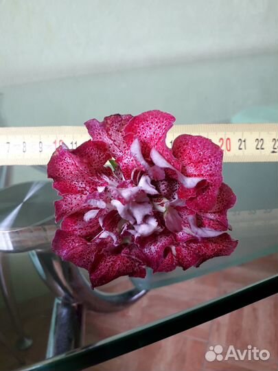 Глоксиния-крупные детки