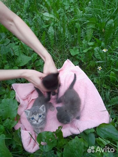 Котята в добрые руки