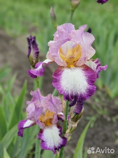 Ирисы сортовые