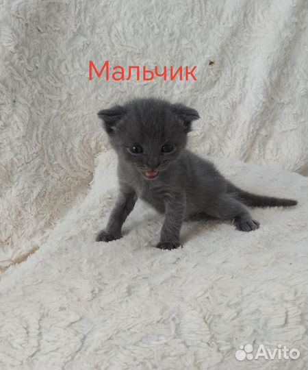 Отдать котят в хорошие, добрые нежные руки