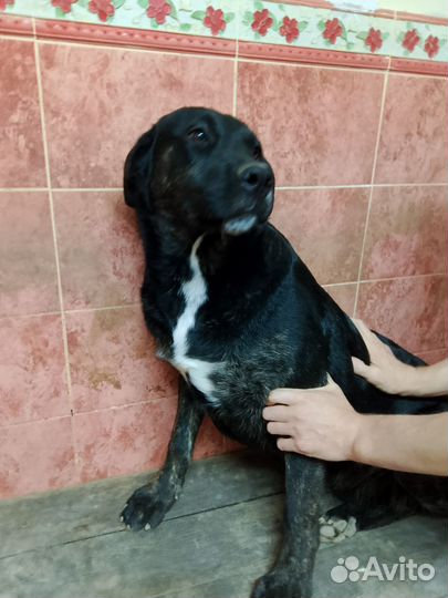 Собака в добрые руки отдам бесплатно