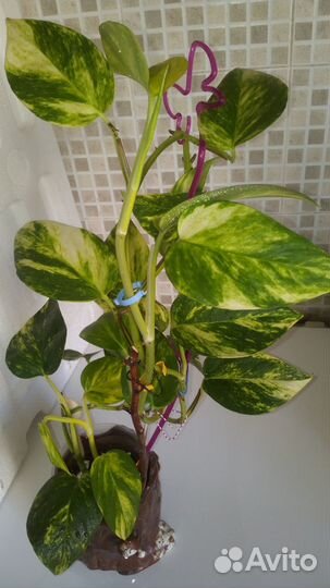 Эпипремнум 