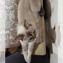 Шотландская прямоухая короткошёрстная кошка, взрослая