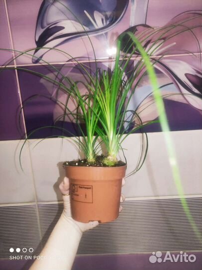 Бокарнея нолина