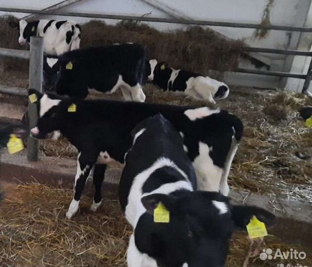 Телята бычки