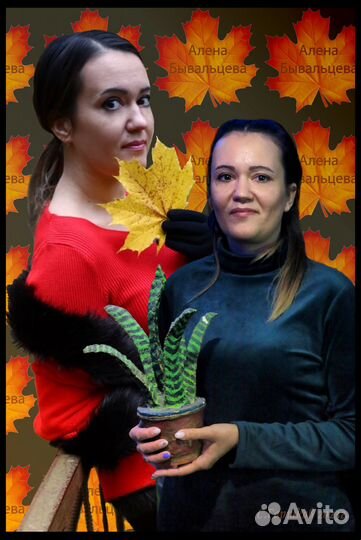 Фотографии