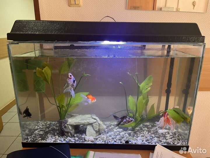 Золотые рыбки