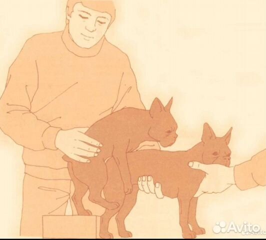 Инструктор по вязке собак в Перми | Услуги | Авито