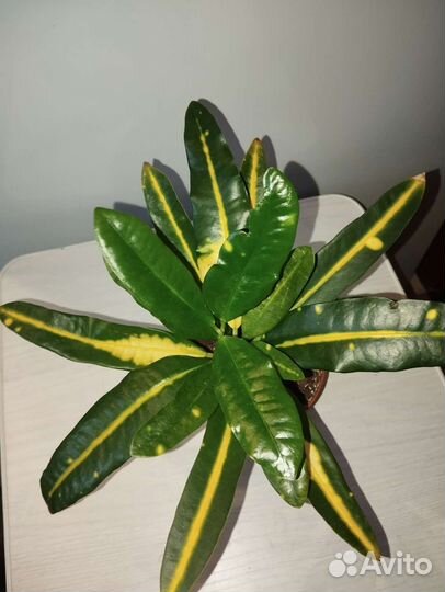 Кротон санни стар