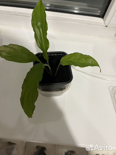 Спацифиллум