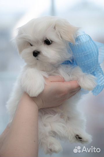 Мальтийская болонка