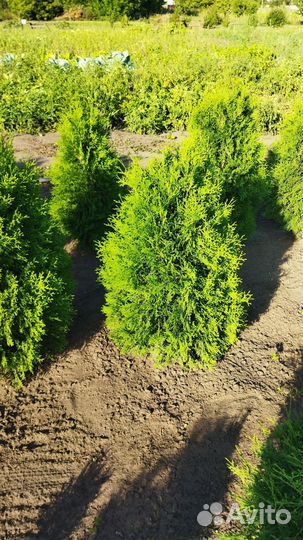 Туя Брабант