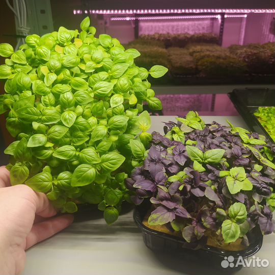 Микрозелень Людиново оптом и в розницу