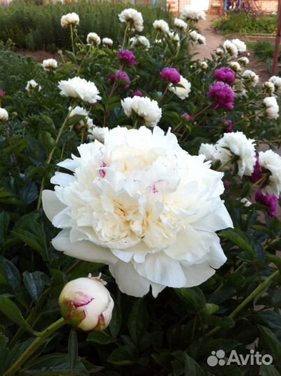 Пион «Фестива Максима»