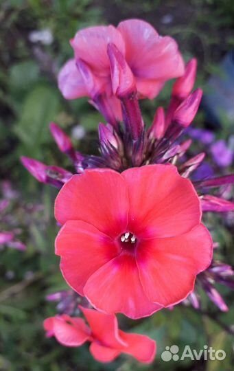 Флоксы многолетние