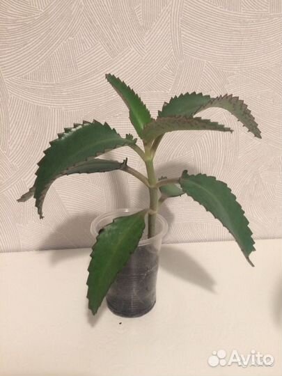 Каланхоэ лечебное растение (не цветет)