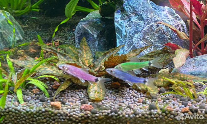 Аквариумные рыбки Водорослеед Цветной Петушок