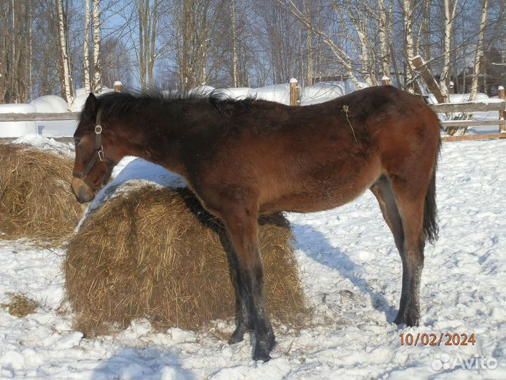 Орловские рысаки жеребята