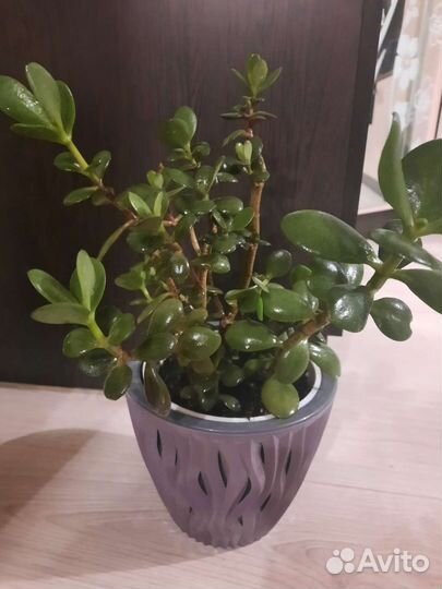 Денежное дерево крассула толстянка