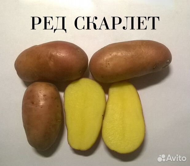 Семенной картофель Ред Скарлет