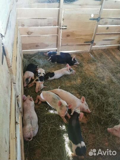 Поросята ландрас пьетрен