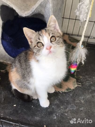 Котенок девочка в добрые руки