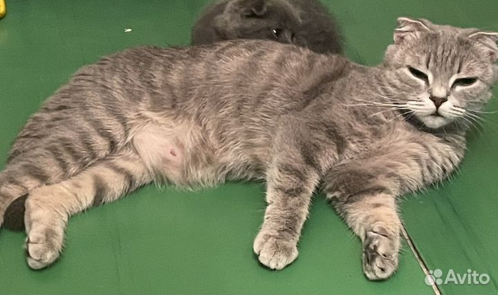 Британская вислоухая кошка