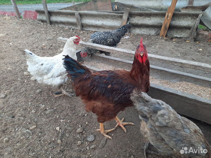 Петухи