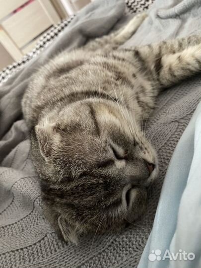 Шотландский кот