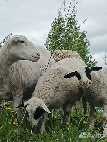 Ягнята дорпер, нубийские козлята