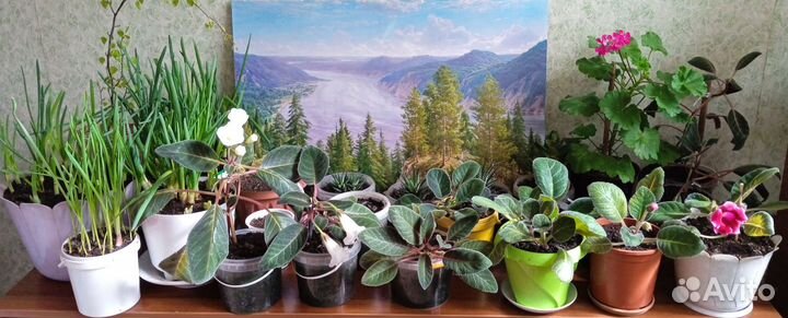 Комнатный цветок глоксиния