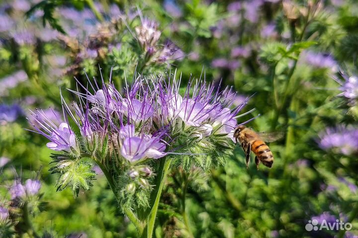 Свежий мёд 2023