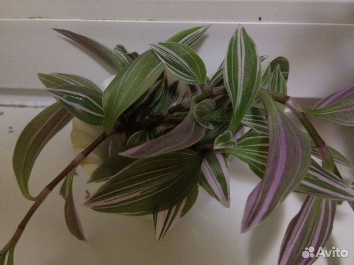 Традесканция