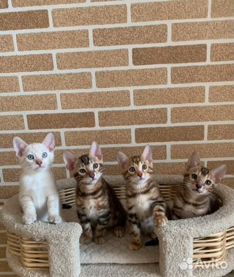 Бенгальские котята