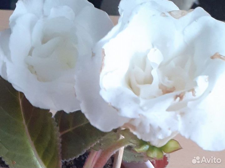 Глоксинии + Эустома