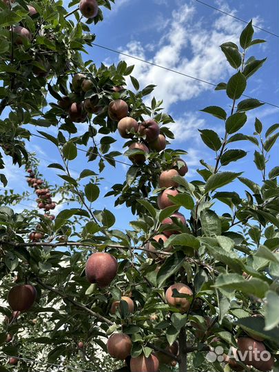 Яблоки сорта Местар