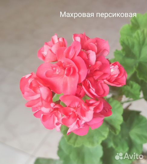 Пеларгония герань