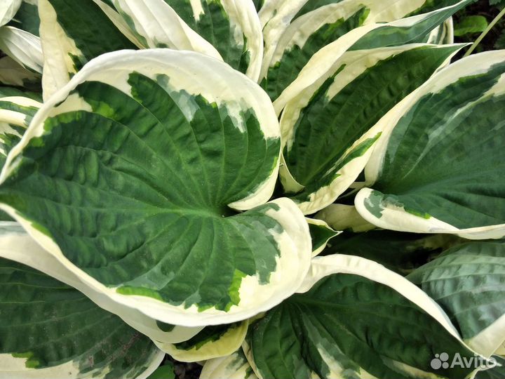 Хоста растение