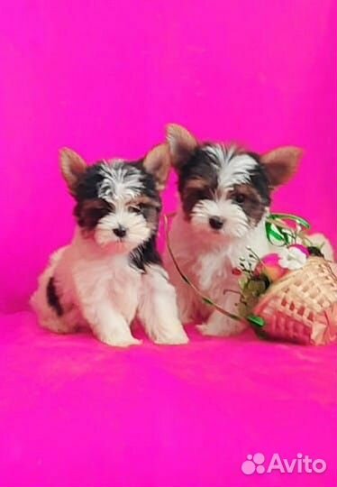 Щенки бивера